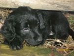 Dogs lab/ beagle mix